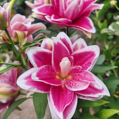 UOLKEZFM Winterharte Lilien - mehrere Köpfe, doppelte Blütenblätter, im Topf, starker Duft, kältebeständig, mehrjährig- leicht zu züchten-2 Stück-B UOLKEZFM Winterharte Lilien - mehrere Köpfe, doppelte Blütenblätter, im Topf, starker Duft, kältebeständig, mehrjährig- leicht zu züchten-2 Stück-B von UOLKEZFM