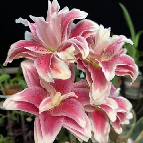 UOLKEZFM Winterharte Lilien - mehrere Köpfe, doppelte Blütenblätter, im Topf, starker Duft, kältebeständig, mehrjährig- leicht zu züchten-4 Stück-D UOLKEZFM Winterharte Lilien - mehrere Köpfe, doppelte Blütenblätter, im Topf, starker Duft, kältebeständig, mehrjährig- leicht zu züchten-4 Stück-D von UOLKEZFM