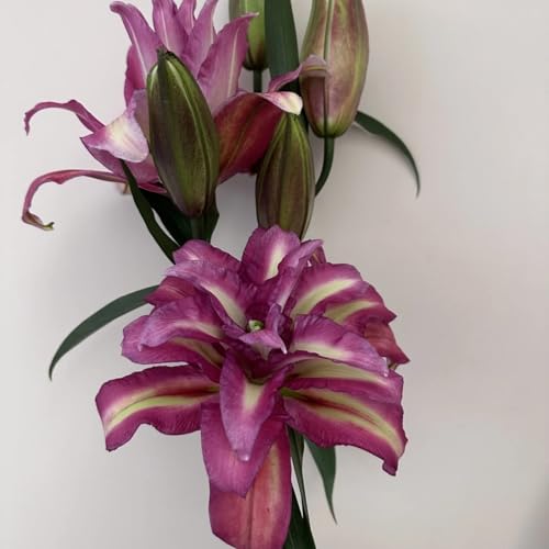 UOLKEZFM Winterharte Lilien - mehrere Köpfe, doppelte Blütenblätter, im Topf, starker Duft, kältebeständig, mehrjährig- leicht zu züchten-6 Stück-A von UOLKEZFM