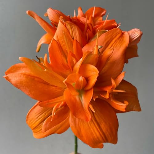 UOLKEZFM Winterharte Lilien - mehrere Köpfe, doppelte Blütenblätter, im Topf, starker Duft, kältebeständig, mehrjährig- leicht zu züchten-8 Stück-C UOLKEZFM Winterharte Lilien - mehrere Köpfe, doppelte Blütenblätter, im Topf, starker Duft, kältebeständig, mehrjährig- leicht zu züchten-8 Stück-C von UOLKEZFM