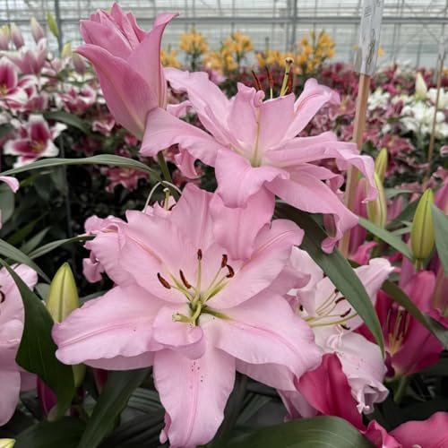 UOLKEZFM Winterharte Lilien - mehrere Köpfe, doppelte Blütenblätter, im Topf, starker Duft, kältebeständig, mehrjährig- leicht zu züchten-8 Stück-E von UOLKEZFM