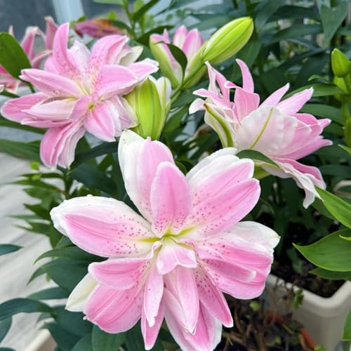 UOLKEZFM Winterharte Lilien - mehrere Köpfe, doppelte Blütenblätter, im Topf, starker Duft, kältebeständig, mehrjährig- leicht zu züchten-8 Stück-F UOLKEZFM Winterharte Lilien - mehrere Köpfe, doppelte Blütenblätter, im Topf, starker Duft, kältebeständig, mehrjährig- leicht zu züchten-8 Stück-F von UOLKEZFM