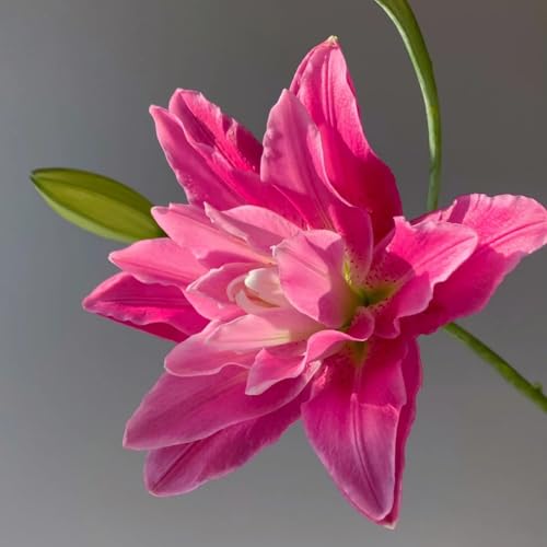 UOLKEZFM Winterharte Lilien - mehrere Köpfe, doppelte Blütenblätter, im Topf, starker Duft, kältebeständig, mehrjährig- leicht zu züchten-8 Stück-H von UOLKEZFM