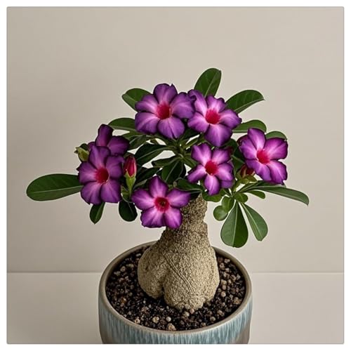 UOLKEZFM Winterharte Wüstenrose - Wüstenrose rhizome-Beste Wahl für Gartenarrangements - leicht zu züchten-2Rhizome-E von UOLKEZFM