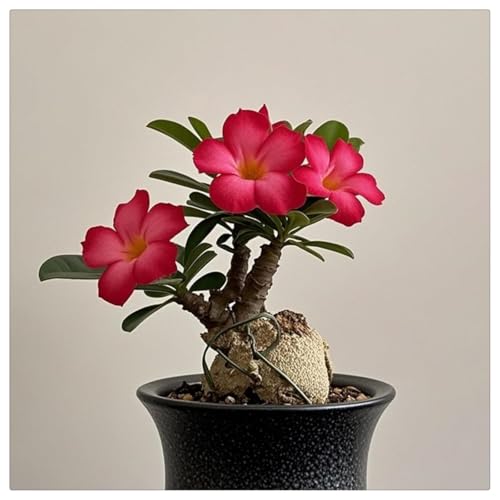 UOLKEZFM Wüstenrose - Geeignet zur Dekoration Ihres Gartens/Begrünung/Verschönern Sie Ihre Umgebung - leicht zu züchten-3 Wüstenrosen knolle-C UOLKEZFM Wüstenrose - Geeignet zur Dekoration Ihres Gartens/Begrünung/Verschönern Sie Ihre Umgebung - leicht zu züchten-3 Wüstenrosen knolle-C von UOLKEZFM