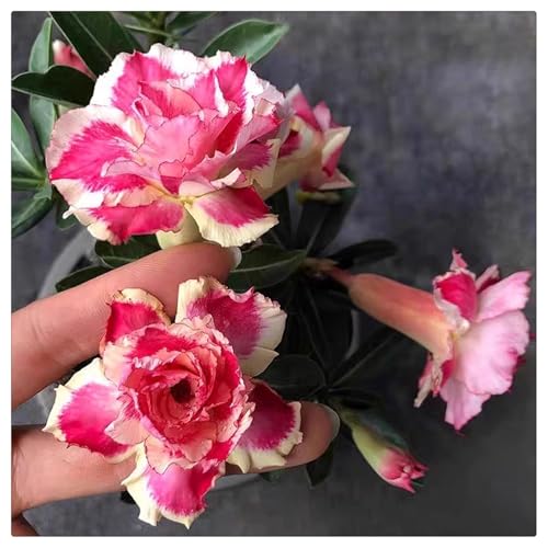 UOLKEZFM Wüstenrose Winterharte mehrjährige-Seltene Wüstenrose kaufen-Einfach zu Pflegen-Schnelles Wachstum-mit Auffälligen Blüten-1Rhizome-D von UOLKEZFM