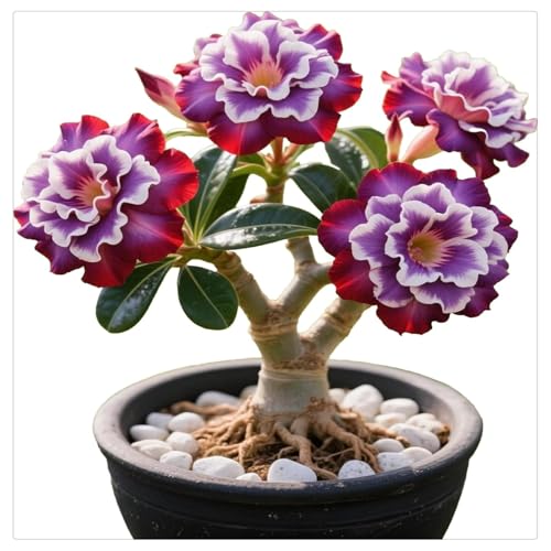 UOLKEZFM Wüstenrose Winterharte mehrjährige-Seltene Wüstenrose kaufen-Einfach zu Pflegen-Schnelles Wachstum-mit Auffälligen Blüten-3Rhizome-C UOLKEZFM Wüstenrose Winterharte mehrjährige-Seltene Wüstenrose kaufen-Einfach zu Pflegen-Schnelles Wachstum-mit Auffälligen Blüten-3Rhizome-C von UOLKEZFM