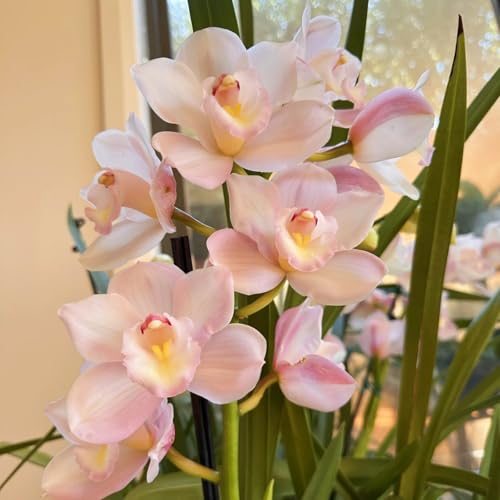 Winterhart Cymbidium -Mehrere Köpfe, doppelte Blütenblätter, im Topf, starker Duft, kältebeständig, mehrjährig- leicht zu züchten-10 Cymbidium knolle-B Winterhart Cymbidium -Mehrere Köpfe, doppelte Blütenblätter, im Topf, starker Duft, kältebeständig, mehrjährig- leicht zu züchten-10 Cymbidium knolle-B von UOLKEZFM