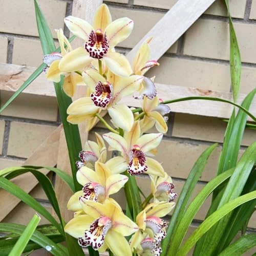 Winterhart Cymbidium -Mehrere Köpfe, doppelte Blütenblätter, im Topf, starker Duft, kältebeständig, mehrjährig- leicht zu züchten-10 Cymbidium knolle-G von UOLKEZFM