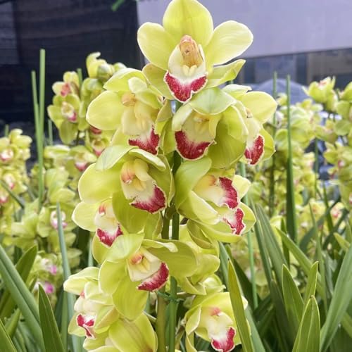 Winterhart Cymbidium -Mehrere Köpfe, doppelte Blütenblätter, im Topf, starker Duft, kältebeständig, mehrjährig- leicht zu züchten-10 Cymbidium knolle-H von UOLKEZFM