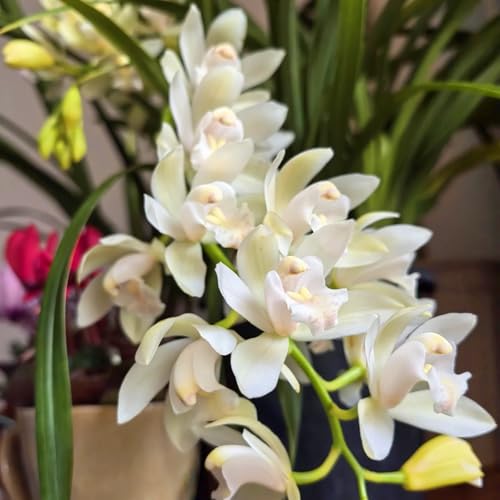 Winterhart Cymbidium -Mehrere Köpfe, doppelte Blütenblätter, im Topf, starker Duft, kältebeständig, mehrjährig- leicht zu züchten-15 Cymbidium knolle-A Winterhart Cymbidium -Mehrere Köpfe, doppelte Blütenblätter, im Topf, starker Duft, kältebeständig, mehrjährig- leicht zu züchten-15 Cymbidium knolle-A von UOLKEZFM