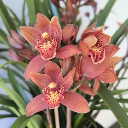 Winterhart Cymbidium -Mehrere Köpfe, doppelte Blütenblätter, im Topf, starker Duft, kältebeständig, mehrjährig- leicht zu züchten-3 Cymbidium knolle-C Winterhart Cymbidium -Mehrere Köpfe, doppelte Blütenblätter, im Topf, starker Duft, kältebeständig, mehrjährig- leicht zu züchten-3 Cymbidium knolle-C von UOLKEZFM