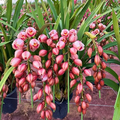 Winterhart Cymbidium -Mehrere Köpfe, doppelte Blütenblätter, im Topf, starker Duft, kältebeständig, mehrjährig- leicht zu züchten-3 Cymbidium knolle-I Winterhart Cymbidium -Mehrere Köpfe, doppelte Blütenblätter, im Topf, starker Duft, kältebeständig, mehrjährig- leicht zu züchten-3 Cymbidium knolle-I von UOLKEZFM