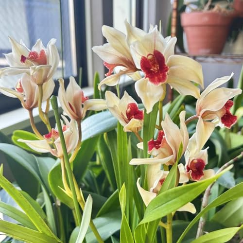 Winterhart Cymbidium -Mehrere Köpfe, doppelte Blütenblätter, im Topf, starker Duft, kältebeständig, mehrjährig- leicht zu züchten-5 Cymbidium knolle-D von UOLKEZFM