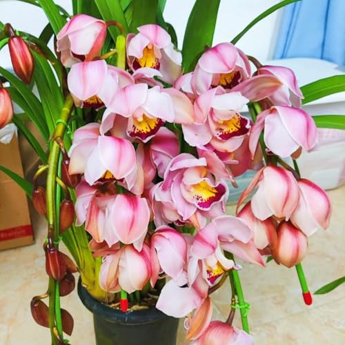 Winterhart Cymbidium -Mehrere Köpfe, doppelte Blütenblätter, im Topf, starker Duft, kältebeständig, mehrjährig- leicht zu züchten-5 Cymbidium knolle-F Winterhart Cymbidium -Mehrere Köpfe, doppelte Blütenblätter, im Topf, starker Duft, kältebeständig, mehrjährig- leicht zu züchten-5 Cymbidium knolle-F von UOLKEZFM