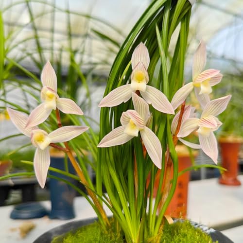 Winterhart Cymbidium -Mehrere Köpfe, doppelte Blütenblätter, im Topf, starker Duft, kältebeständig, mehrjährig- leicht zu züchten-8 Cymbidium knolle-E von UOLKEZFM