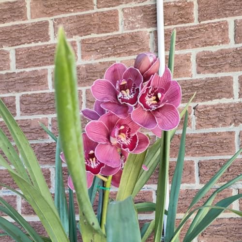 Winterhart Cymbidium -Mehrere Köpfe, doppelte Blütenblätter, im Topf, starker Duft, kältebeständig, mehrjährig- leicht zu züchten-8 Cymbidium knolle-X Winterhart Cymbidium -Mehrere Köpfe, doppelte Blütenblätter, im Topf, starker Duft, kältebeständig, mehrjährig- leicht zu züchten-8 Cymbidium knolle-X von UOLKEZFM