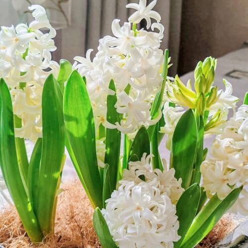 Winterhart hyazinthen -Mehrere Köpfe, doppelte Blütenblätter, im Topf, starker Duft, kältebeständig, mehrjährig- leicht zu züchten-2 Pcs-G Winterhart hyazinthen -Mehrere Köpfe, doppelte Blütenblätter, im Topf, starker Duft, kältebeständig, mehrjährig- leicht zu züchten-2 Pcs-G von UOLKEZFM