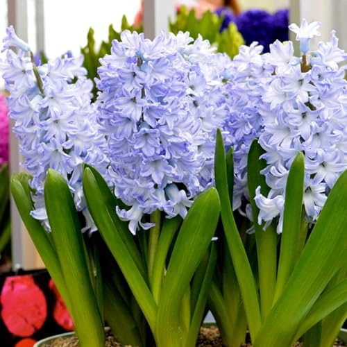 Winterhart hyazinthen -Mehrere Köpfe, doppelte Blütenblätter, im Topf, starker Duft, kältebeständig, mehrjährig- leicht zu züchten-4 Pcs-D Winterhart hyazinthen -Mehrere Köpfe, doppelte Blütenblätter, im Topf, starker Duft, kältebeständig, mehrjährig- leicht zu züchten-4 Pcs-D von UOLKEZFM