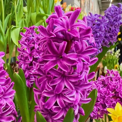 Winterhart hyazinthen -Mehrere Köpfe, doppelte Blütenblätter, im Topf, starker Duft, kältebeständig, mehrjährig- leicht zu züchten-5 Pcs-C Winterhart hyazinthen -Mehrere Köpfe, doppelte Blütenblätter, im Topf, starker Duft, kältebeständig, mehrjährig- leicht zu züchten-5 Pcs-C von UOLKEZFM