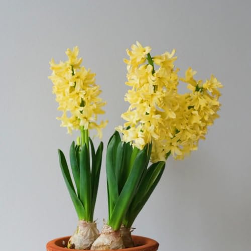 Winterhart hyazinthen -Mehrere Köpfe, doppelte Blütenblätter, im Topf, starker Duft, kältebeständig, mehrjährig- leicht zu züchten-5 Pcs-H Winterhart hyazinthen -Mehrere Köpfe, doppelte Blütenblätter, im Topf, starker Duft, kältebeständig, mehrjährig- leicht zu züchten-5 Pcs-H von UOLKEZFM