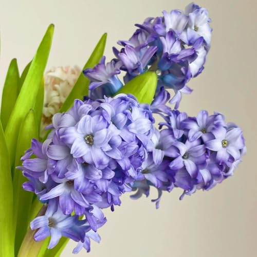 Winterhart hyazinthen -Mehrere Köpfe, doppelte Blütenblätter, im Topf, starker Duft, kältebeständig, mehrjährig- leicht zu züchten-6 Pcs-A von UOLKEZFM