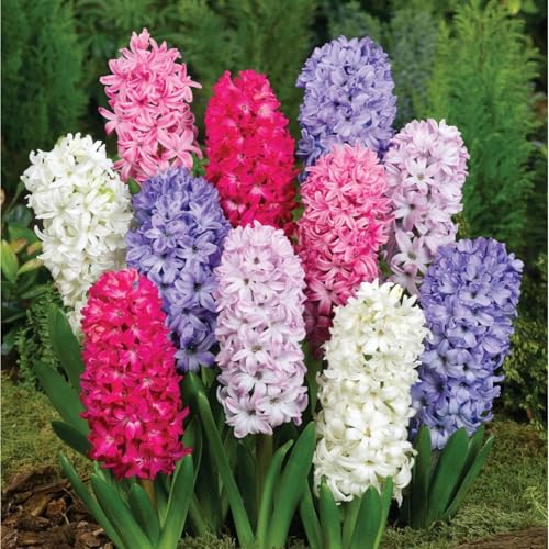 Winterhart hyazinthen -Mehrere Köpfe, doppelte Blütenblätter, im Topf, starker Duft, kältebeständig, mehrjährig- leicht zu züchten-6 Pcs-X von UOLKEZFM