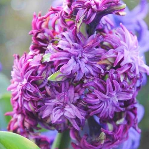 Winterhart hyazinthen -Mehrere Köpfe, doppelte Blütenblätter, im Topf, starker Duft, kältebeständig, mehrjährig- leicht zu züchten-8 Pcs-E Winterhart hyazinthen -Mehrere Köpfe, doppelte Blütenblätter, im Topf, starker Duft, kältebeständig, mehrjährig- leicht zu züchten-8 Pcs-E von UOLKEZFM