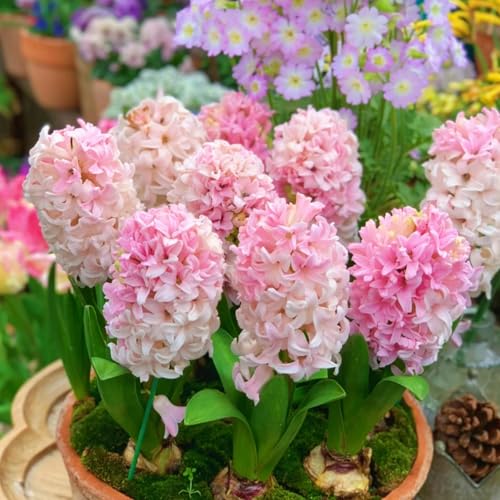 Winterhart hyazinthen -Mehrere Köpfe, doppelte Blütenblätter, im Topf, starker Duft, kältebeständig, mehrjährig- leicht zu züchten-8 Pcs-F Winterhart hyazinthen -Mehrere Köpfe, doppelte Blütenblätter, im Topf, starker Duft, kältebeständig, mehrjährig- leicht zu züchten-8 Pcs-F von UOLKEZFM