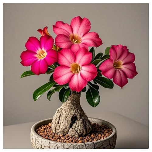 Winterhart pflanzen, Lebende Pflanzen,Mysteriöse magische Glühbirne, Blumenzwiebel Mix-3 Wüstenrosen knolle-A von UOLKEZFM