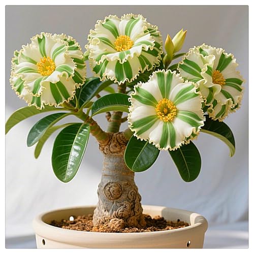 Winterharte,Katzenorchideen，Einfach zu Pflegen，mit Auffälligen Blüten，für Garten,Balkon und Innenbereich-3 WüStenrosen-E von UOLKEZFM