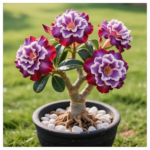 Winterharte - Wüstenrose-Einfach zu Pflegen-Schnelles Wachstum-mit Auffälligen Blüten - ideal zum Kaufen für Ihren Garten-3Rhizome-B von UOLKEZFM