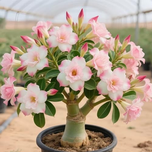 Winterharte Wüstenrose - Vielfältige Wüstenrose für Langjährige Blühfreude im Garten-1Rhizome-B von UOLKEZFM
