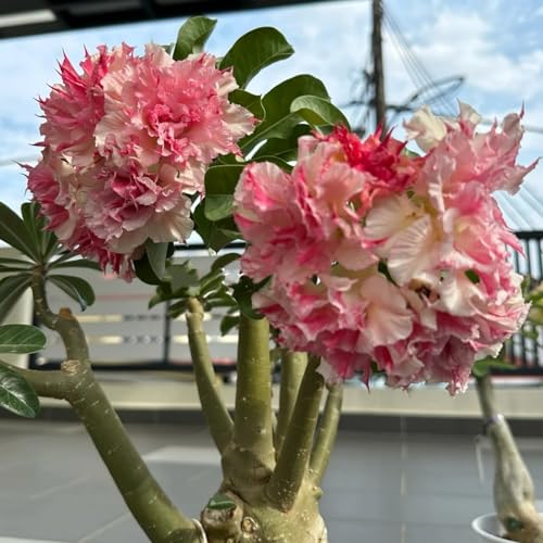 Winterharte Wüstenrose - Vielfältige Wüstenrose für Langjährige Blühfreude im Garten-2Rhizome-C von UOLKEZFM