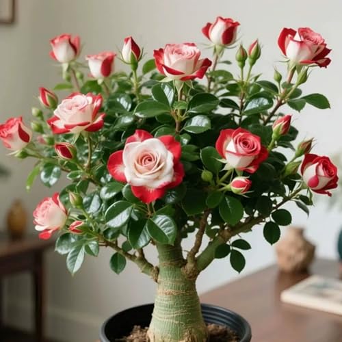 Winterharte Wüstenrose - Vielfältige Wüstenrose für Langjährige Blühfreude im Garten - leicht zu züchten-2Rhizome-A von UOLKEZFM