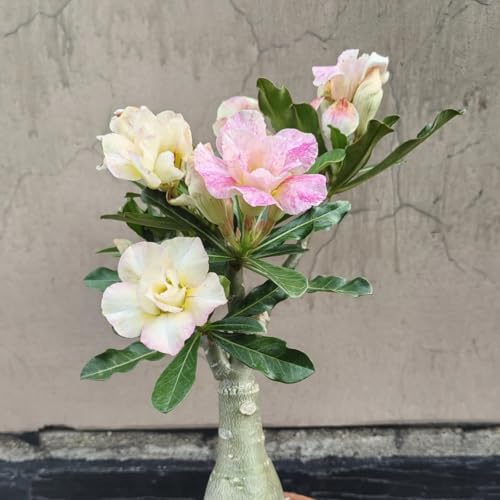 Winterharte Wüstenrose - Vielfältige Wüstenrose für Langjährige Blühfreude im Garten - leicht zu züchten-3Rhizome-B von UOLKEZFM