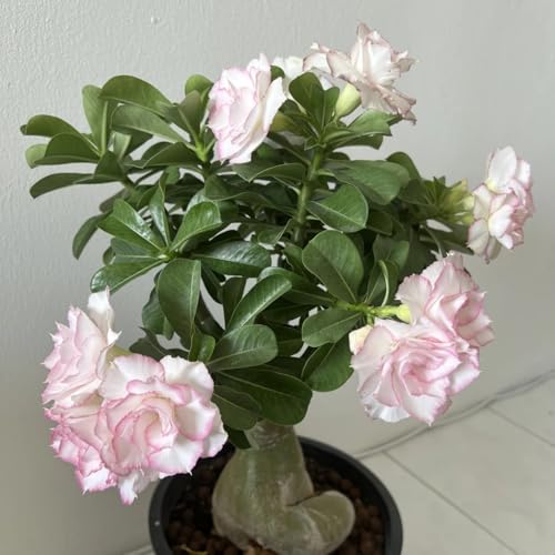 Winterharte Wüstenrose - Vielfältige Wüstenrose für Langjährige Blühfreude im Garten - leicht zu züchten-3Rhizome-E von UOLKEZFM