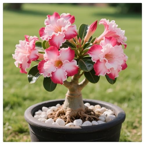 Winterharte Wüstenrose - Wüstenrose rhizome-Beste Wahl für Gartenarrangements- Blütenblätter in verschiedenen Farben - leicht zu züchten-1Rhizome-B von UOLKEZFM