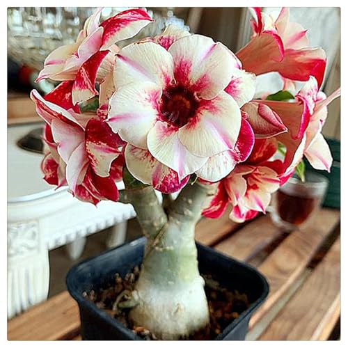 Winterharte Wüstenrose - Wüstenrose rhizome-Beste Wahl für Gartenarrangements- Blütenblätter in verschiedenen Farben - leicht zu züchten-1Rhizome-D von UOLKEZFM