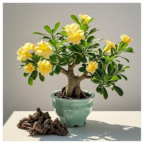 Winterharte Wüstenrose - Wüstenrose rhizome-Beste Wahl für Gartenarrangements- Blütenblätter in verschiedenen Farben - leicht zu züchten-3Rhizome-A von UOLKEZFM