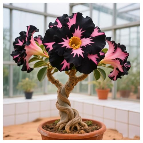 Winterharte Wüstenrose - Wüstenrose rhizome-Beste Wahl für Gartenarrangements- Blütenblätter in verschiedenen Farben - leicht zu züchten-3Rhizome-C von UOLKEZFM