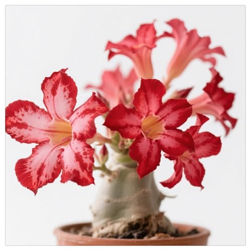 Winterharte Wüstenrose kaufen - Mehrjährig winterhart/Verschönern Sie Ihre Umgebung/Geeignet zur Dekoration Ihres Gartens/Begrünung-3Rhizome-A von UOLKEZFM