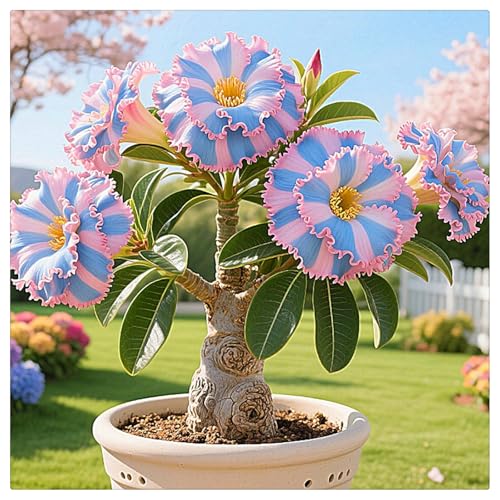 Winterharte Wüstenrose - mehrere Köpfe, doppelte Blütenblätter, im Topf, starker Duft, kältebeständig, mehrjährig- leicht zu züchten-2Rhizome-D Winterharte Wüstenrose - mehrere Köpfe, doppelte Blütenblätter, im Topf, starker Duft, kältebeständig, mehrjährig- leicht zu züchten-2Rhizome-D von UOLKEZFM