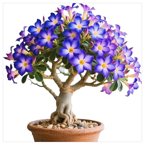 Winterharte mehrjährige - Wüstenrose-Einfach zu Pflegen-Schnelles Wachstum-mit Auffälligen Blüten - ideal zum Kaufen für Ihren Garten-2Rhizome-A von UOLKEZFM