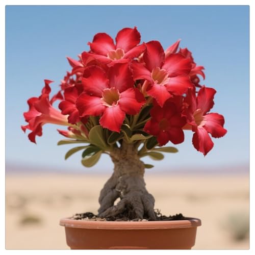 Wüstenrose/winterhart mehrjährig Wüstenrose/schnelles Wachstum/lange Blütezeit–hohe Qualität,gemischte,selten,ausgewählt-2Rhizome-A von UOLKEZFM