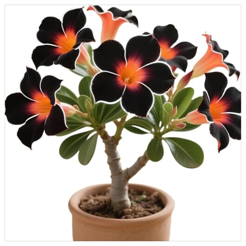Wüstenrose/winterhart mehrjährig Wüstenrose/schnelles Wachstum/lange Blütezeit–hohe Qualität,gemischte,selten,ausgewählt-3Rhizome-B von UOLKEZFM