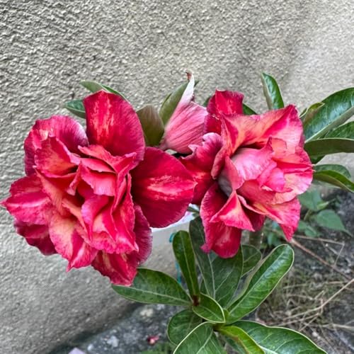 Wüstenrose Kaufen - winterharte Wüstenrose-Frostfeste Sorten für Garten & Balkon und Außenbereich geeignet,leicht zu züchten-3Rhizome-A von UOLKEZFM