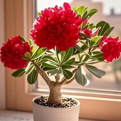 Wüstenrose Kaufen - winterharte Wüstenrose-Frostfeste Sorten für Garten & Balkon und Außenbereich geeignet,leicht zu züchten-3Rhizome-C von UOLKEZFM