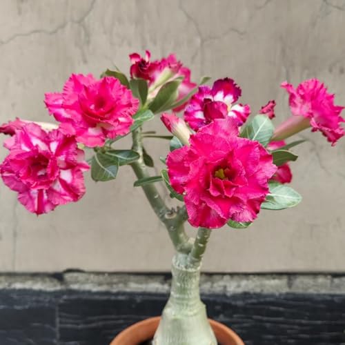 Wüstenrose Kaufen - winterharte Wüstenrose-Frostfeste Sorten für Garten & Balkon und Außenbereich geeignet,leicht zu züchten-3Rhizome-D von UOLKEZFM