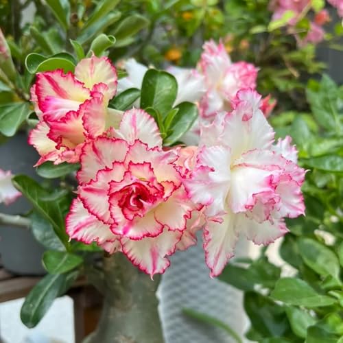 Wüstenrose Kaufen - winterharte Wüstenrose - Vielfältige Wüstenrose für Langjährige Blühfreude im Garten-2Rhizome-D von UOLKEZFM